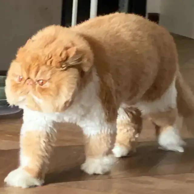 什么笑尿！网红加菲猫模样霸气又潦草，面包脸走出了十级飓风的样子？