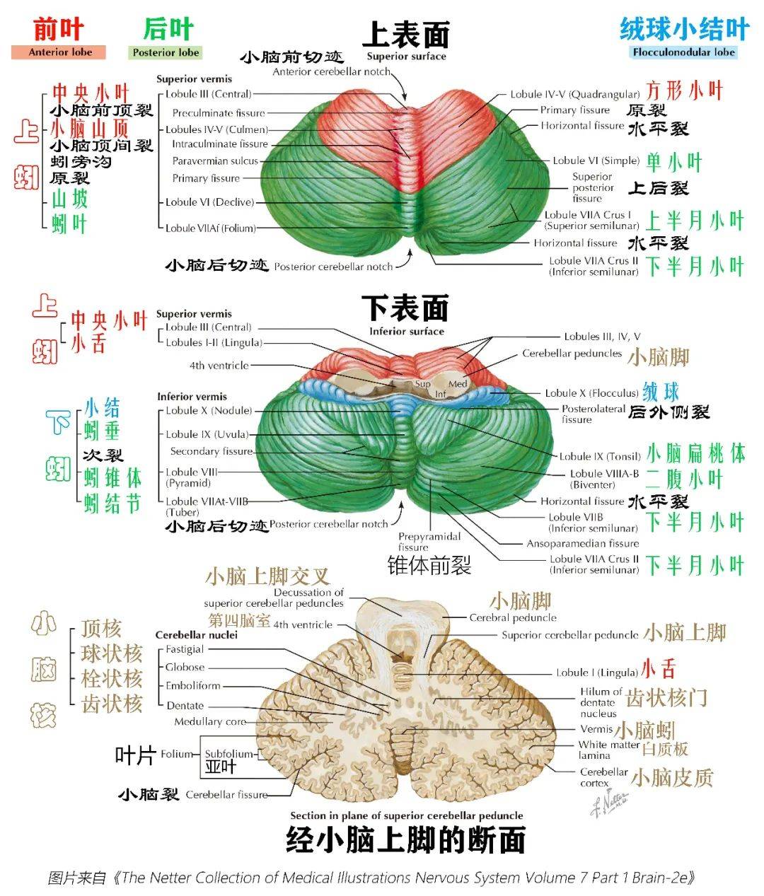 人体小脑结构图及功能图片