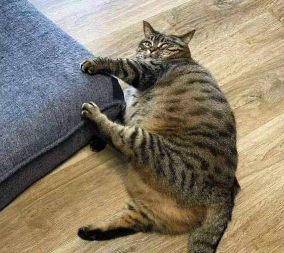 猫咪为什么狸花猫吃不胖呢？宠物猫却胖成狗，也许是没有注意这些细节