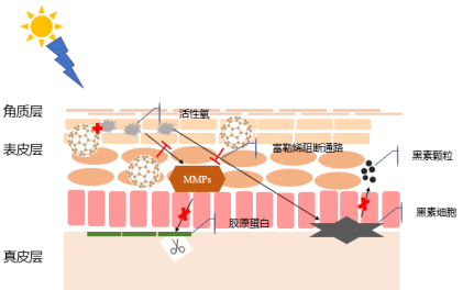 缺点水媚蛙：一份肌肤抗氧化指南，让你告别“累丑”脸