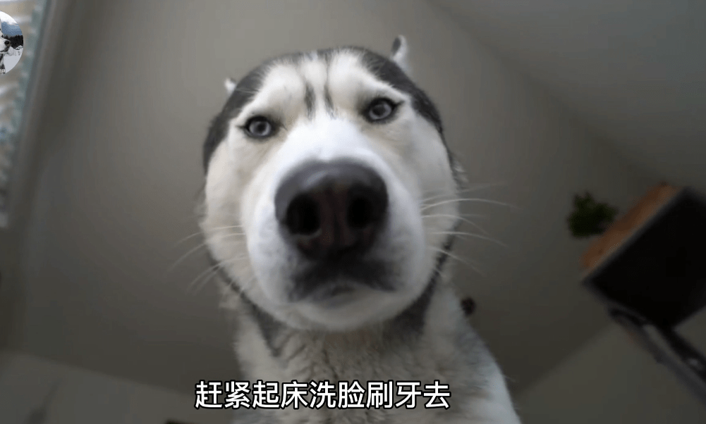 因为二哈从小都不拆家,但却喜欢“吓”主人,铲屎官也笑翻了