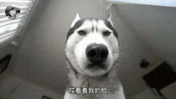 因为二哈从小都不拆家,但却喜欢“吓”主人,铲屎官也笑翻了