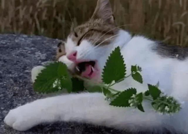 什么叫猫薄荷 3f6ef66e3cbb4f418ebfa33a16f0fe2f.png