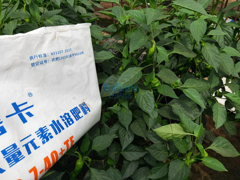 什么才算是好的水溶肥 4f6e1adea5cb40fbaf7c4d86fe47eacf.jpeg