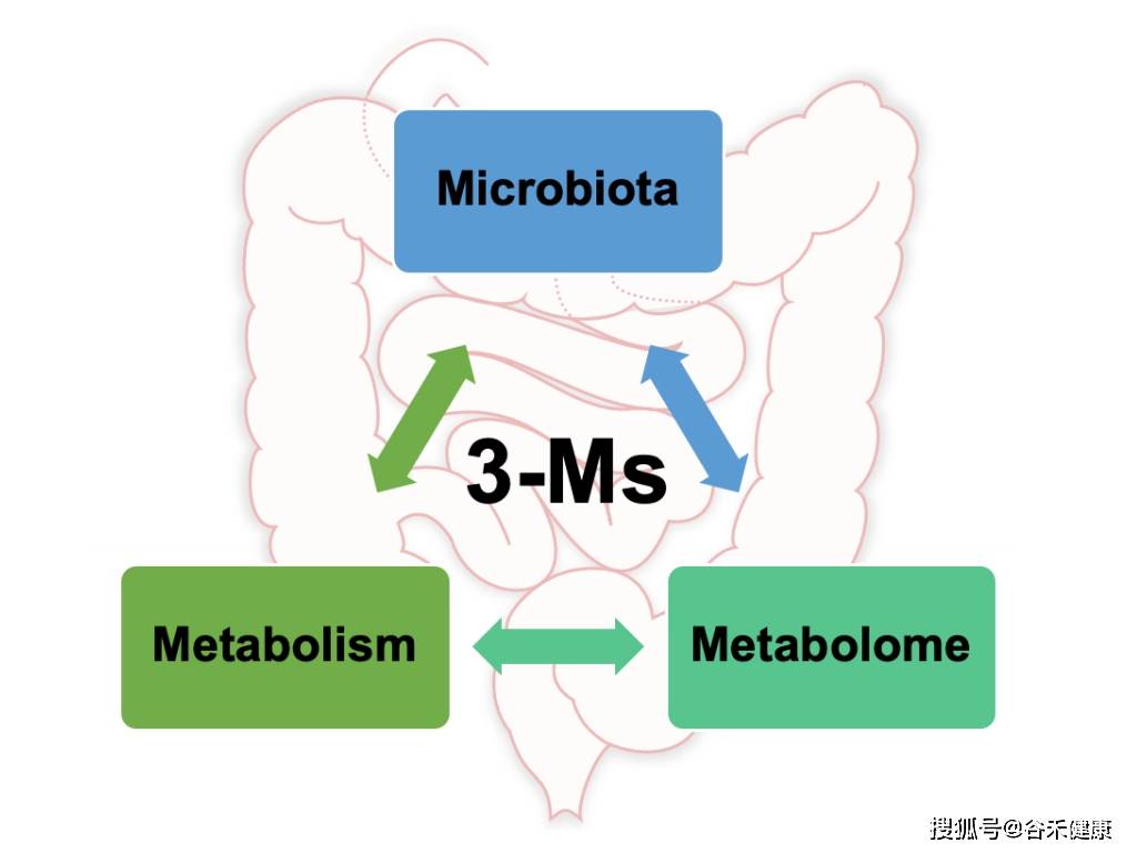 肠道3m 微生物群 代谢和代谢组 从基础走向未来 杆菌
