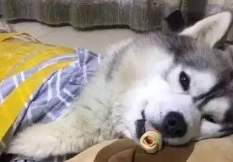 宠物把拆家二哈送去乡下奶奶家,奶奶却派它去耕田,姜还是老的辣