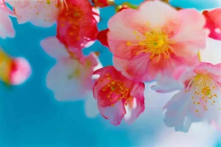 美学极具视觉冲击力的日式爆裂美学，肆意而浪漫