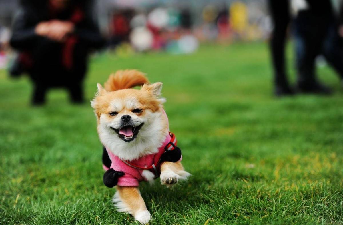 人宠相伴更久远 疯狂小狗让爱犬健康每一天 宠物 全网搜