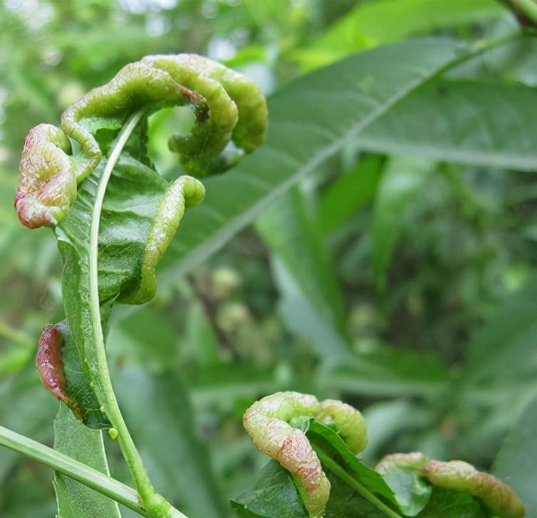 种植车厘子树苗如何防治樱桃卷叶蚜?