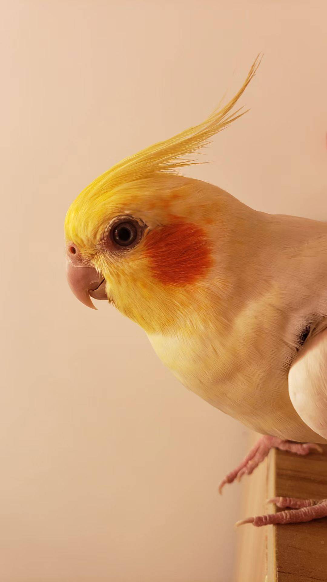 天津滨海新区海滨街安泰小区丢失黄白公黄化玄凤