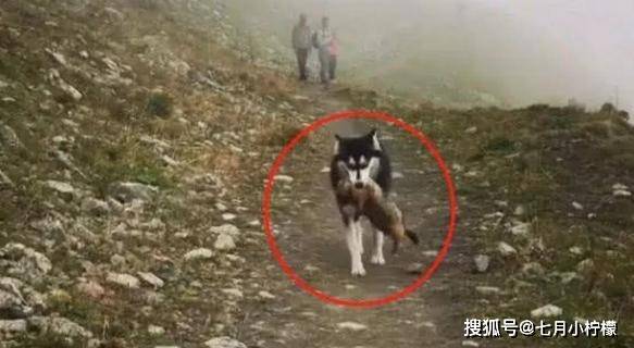 因为二哈在乡下走丢了，父亲找到时内心很激动：这种狗狗还有吗？