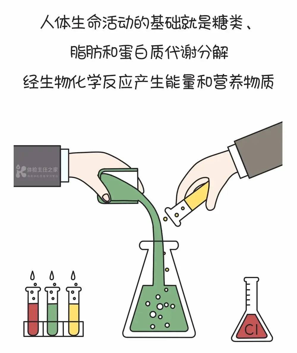 大肠|不吃早餐等于“吃屎”?身体会从大便吸收营养?这里有真相