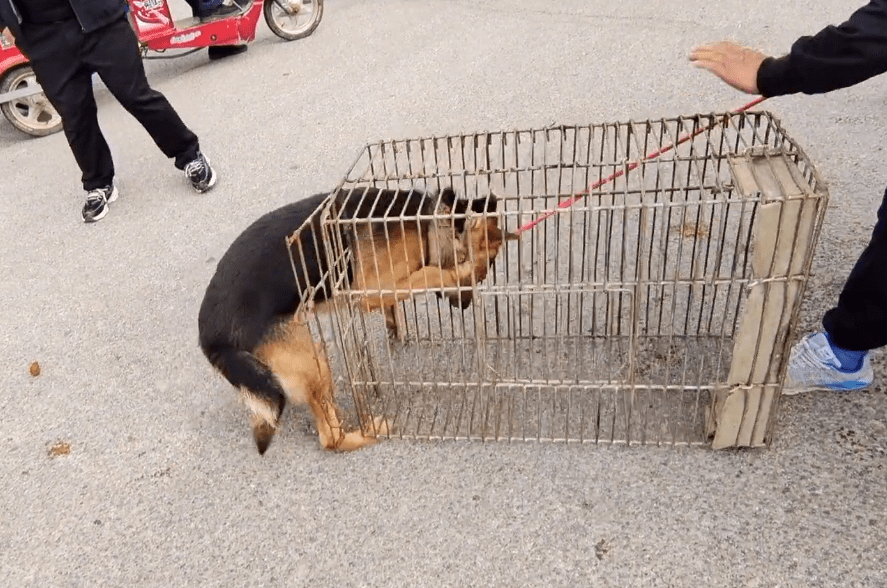 狗贩子换了个狗肉笼,想要将德牧再次拖进狗肉笼