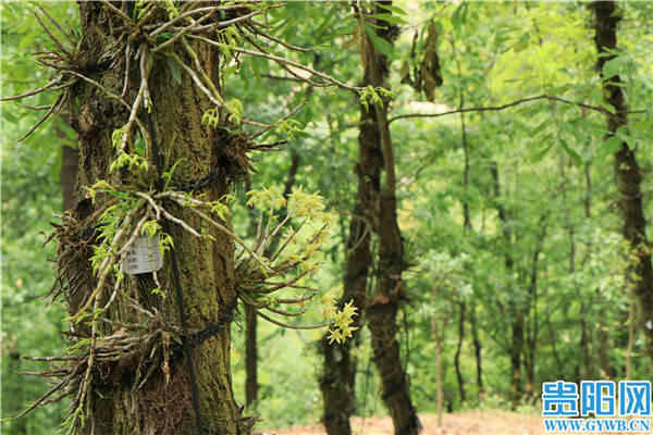 方面|贵州省将从四方面实施“中医药强省战略”