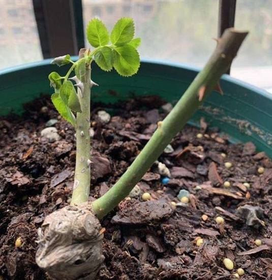 原创蓝妖月季僵苗怎么办花1分钟了解最佳解决方案