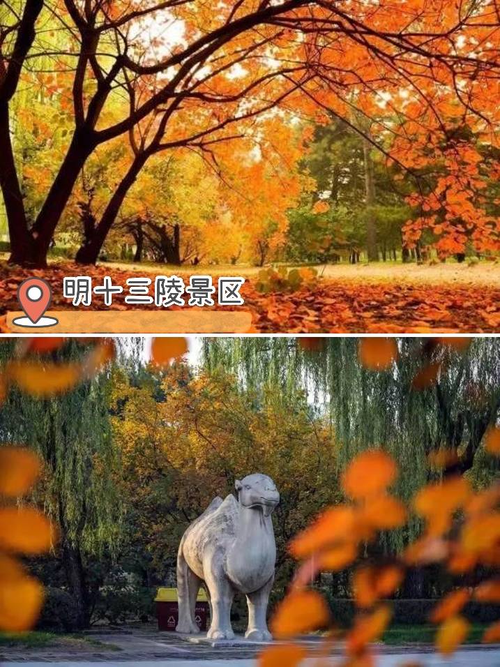 这个假期 “红色旅游”“赏秋出行”火热