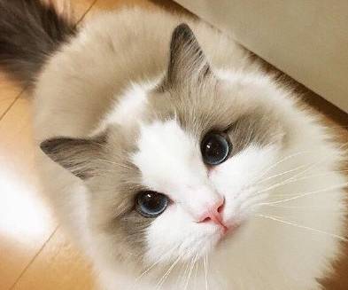 布偶猫长胸毛啦，莫名觉得好撩怎么办，网友：我的心上猫哇_长肉- 全网搜