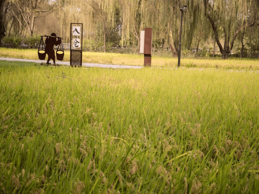 以农耕文化为主题,公园里有大片平地稻田,种植了北京特有的品种京西