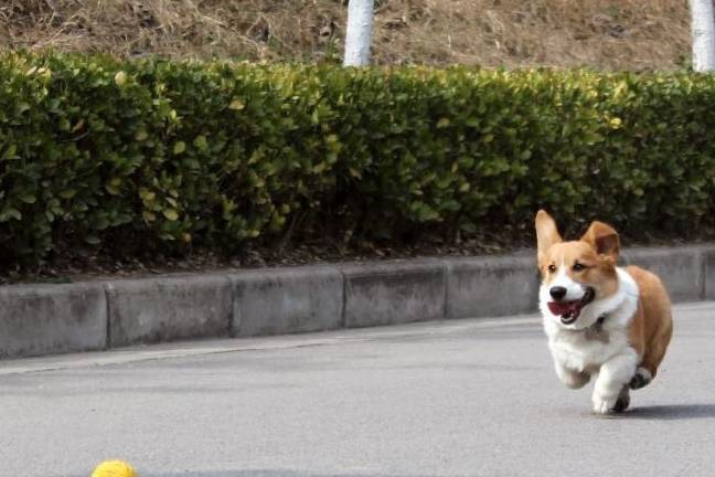 什么天生丽质难自弃，我腿最短我乐意，别碰我的小屁屁，爱咋地咋地