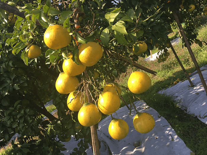 早熟杂交柑桔品种阳光1号桔柚确实好