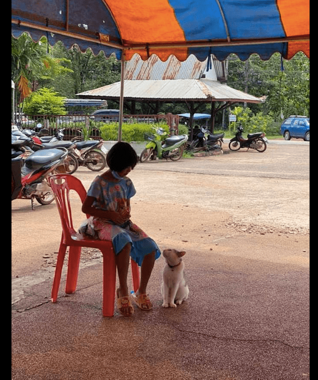 什么|猫咪看到小女孩手里拿着零食,它就不自觉地走了过来:你看着办吧