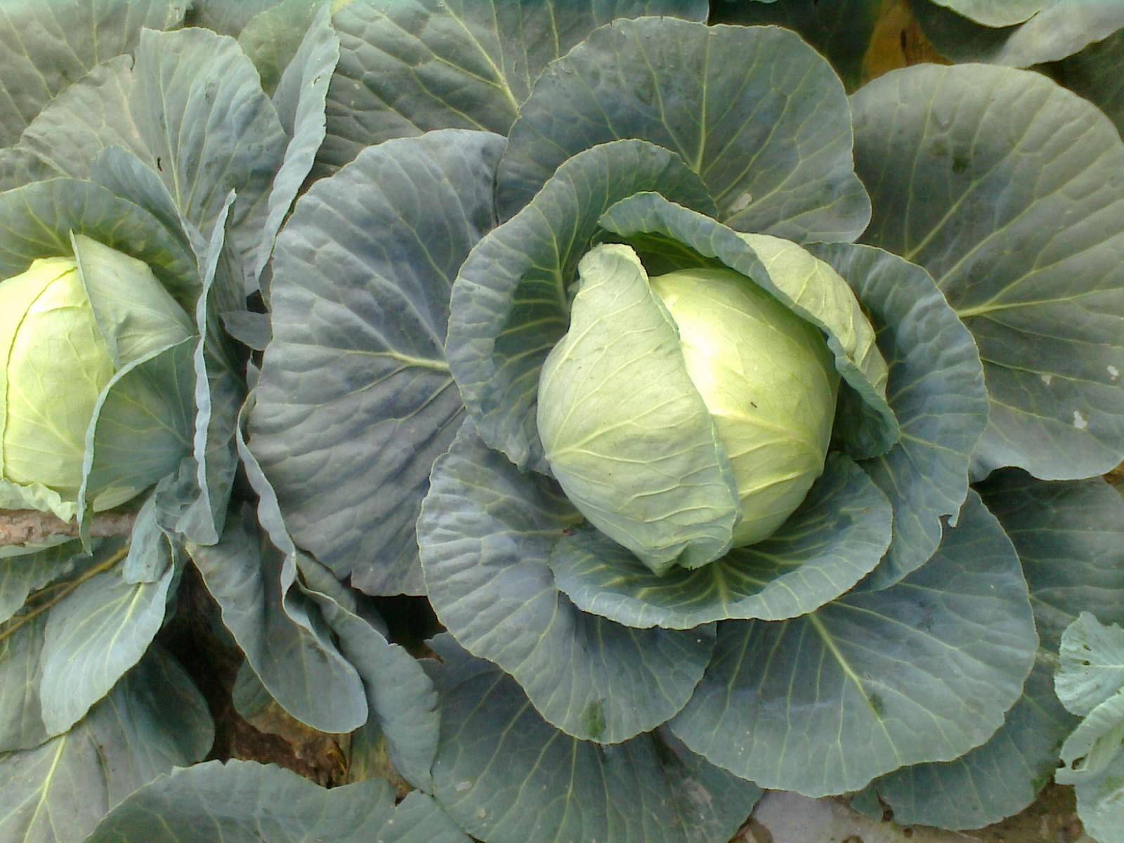 甘蓝贮藏要点及品种介绍