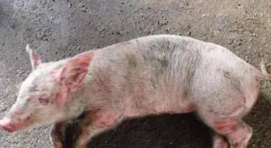 诊断|常见呼吸道疾病的诊断鉴别！