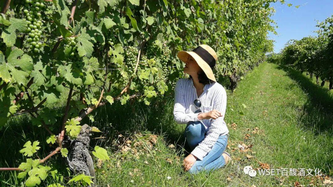 人类学|百馥访谈第6期|肖坤冰博士，从人类学研究角度看待云南·香格里拉葡萄酒产区