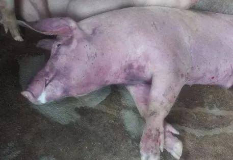 诊断|常见呼吸道疾病的诊断鉴别！