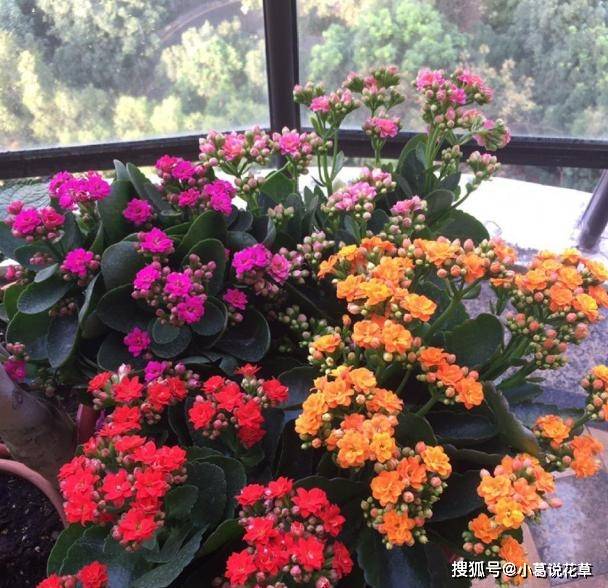 秋冬养花赏花 有老人就盆栽长寿花 做到4点 9月后花开不断 植株