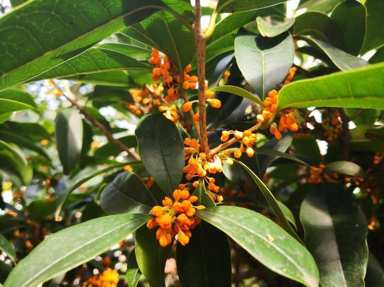 李辉民|重阳佳节呼老友，诗情漫舞醉千秋（诗词六首）