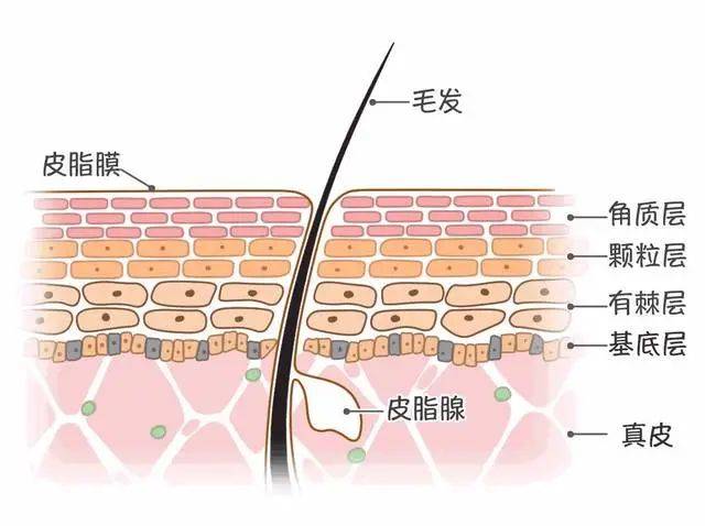 屏障只有油皮才能用“神仙水”？？大写的NO