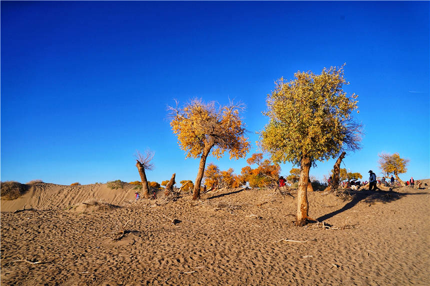 内蒙大漠中隐藏着一个奇怪的景区，遍地是枯死的胡杨，摄影人最爱
