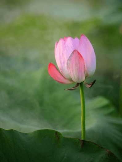 10月下旬 紫气东来 4属相桃花朵朵 生活顺心 家庭美满幸福 事情 全网搜