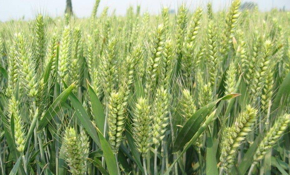 袁隆平的杂交水稻享誉世界 小麦杂交技术为何迟迟没有突破 产量 全网搜