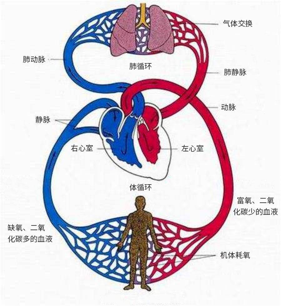 肺循环和体循环途径图图片