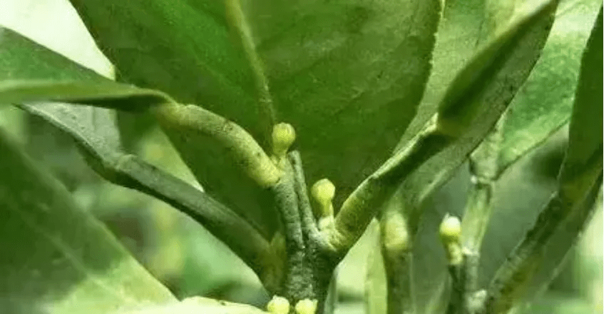 要想提高柑橘明年座果率?秋季花芽分化要做好