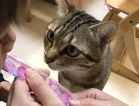 因为|主人给孩子喂果冻，因为长得太像营养膏猫咪就在一旁盯着：记仇了