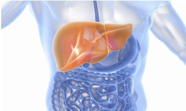 肝脏|春季养肝等同于养命，把握黄金期，肝会越来越好