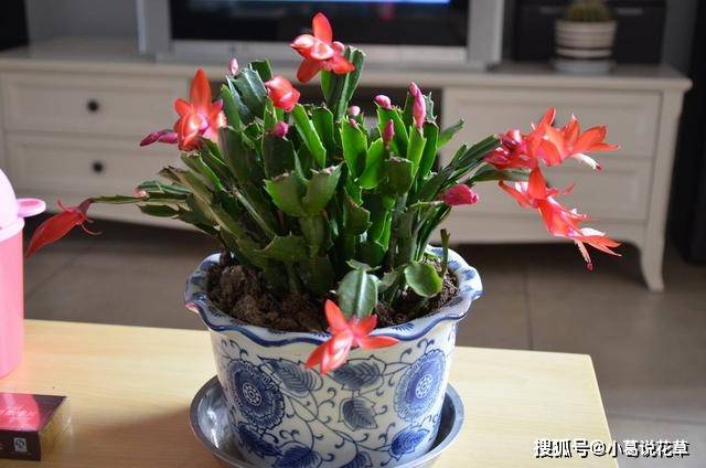 蟹爪兰怎么才能开花 c56203e355e04ab08baab7f02b2c68f7.jpeg