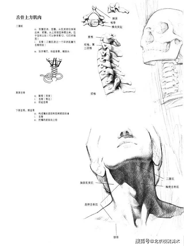 头像校尉美术：素描头像结构知识讲解，简单易学，一看就会