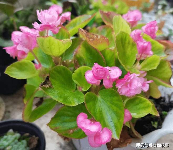 什么花最好养适合懒人养 e5cc26efba234e4ea283828c3ab33829.png