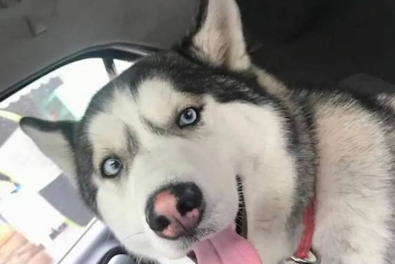 因为女儿出生以后，二哈便结束了它的拆家之旅，真是一物降一物啊