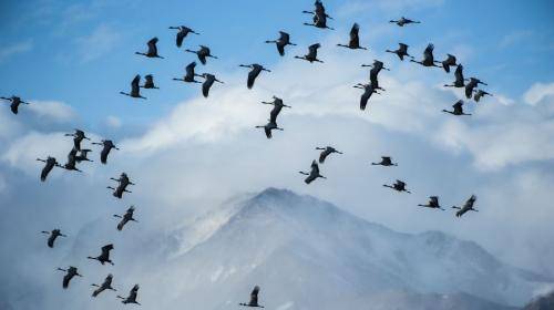 搬个家还要飞过喜马拉雅山，蓑羽鹤到底有多强？