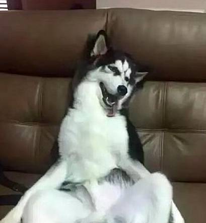 消毒水哈士奇做完绝育手术,被主人扛回家,二哈:等我康复,必报此仇