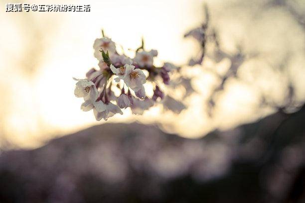 怎么才能使自己犯桃花 aa67ced5596f4a2b8079c2dd2fbcc1c1.jpeg