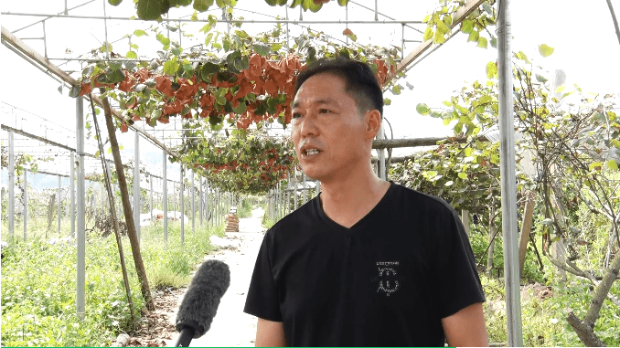 猕猴桃金果什么时候上市的
