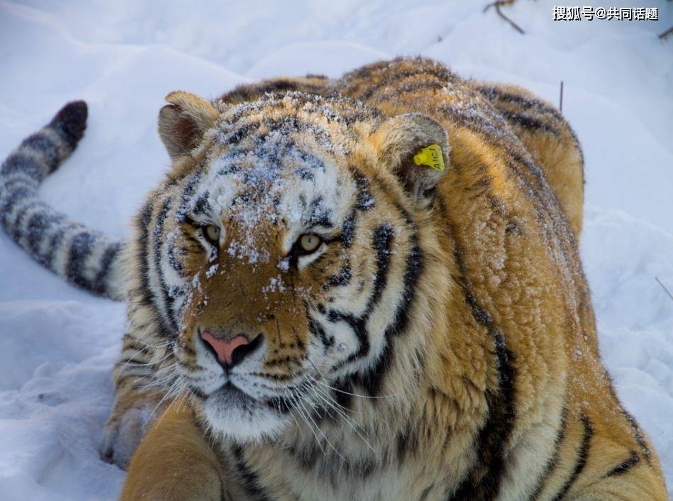 可惜狮子王id已年迈,最终因为体力不支而败下阵来,狮虎园的领导权转移
