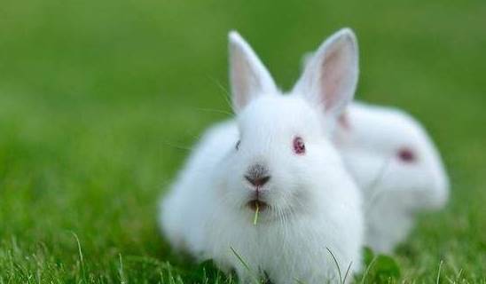 一般兔子的速度是多少 4778260148734e199a760097e7d07801.jpeg