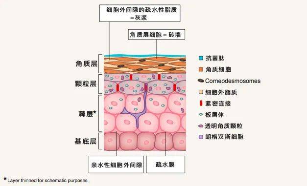 治疗斥巨资医美后，护肤选择该降级还是升级？